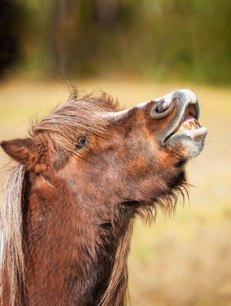 Pony Slideshow Mobile