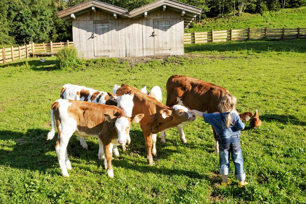 Kühe, Tiere am Steinbachgut, Familienurlaub am Bauernhof in Flachau