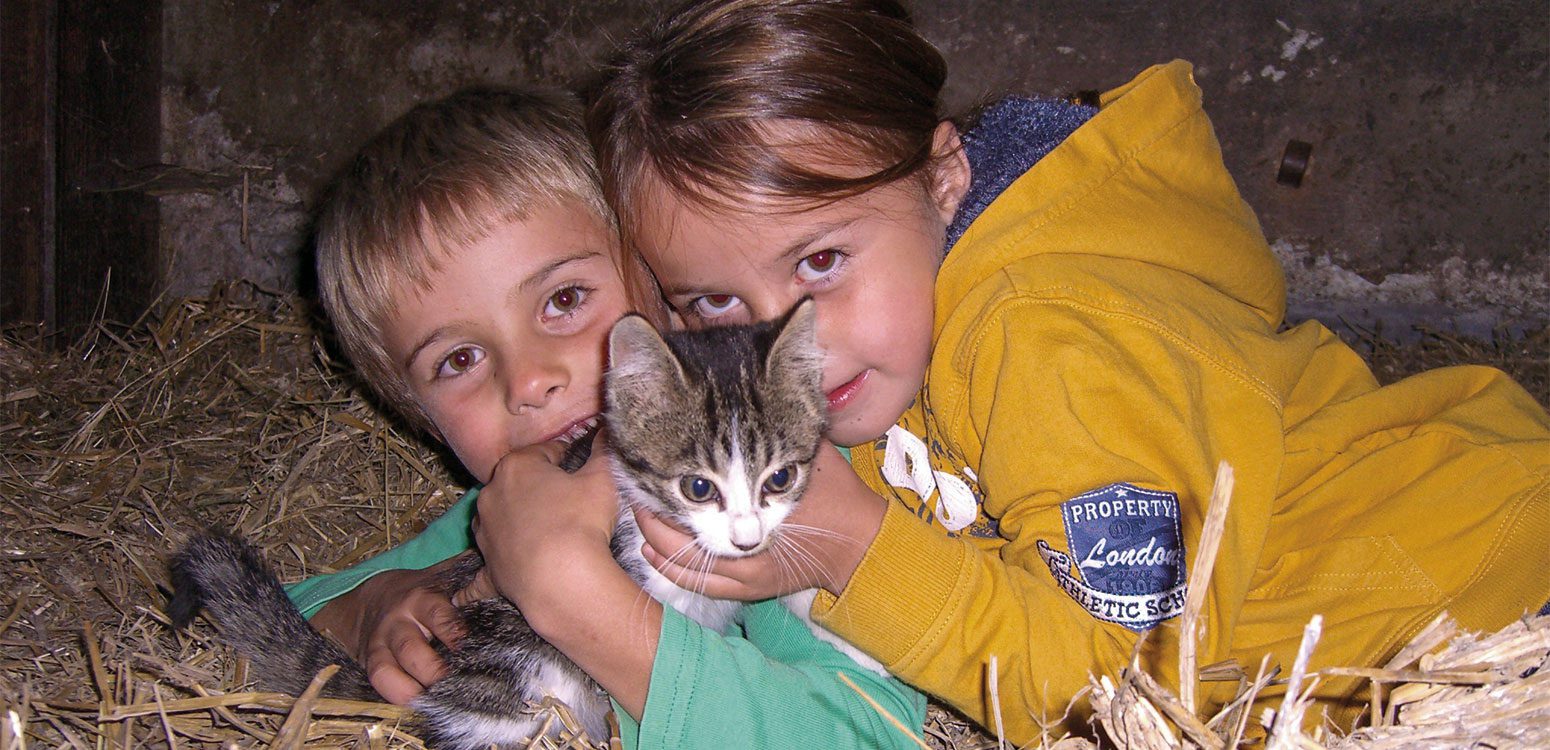 Katzen, Tiere am Steinbachgut, Urlaub am Bauernhof in Flachau