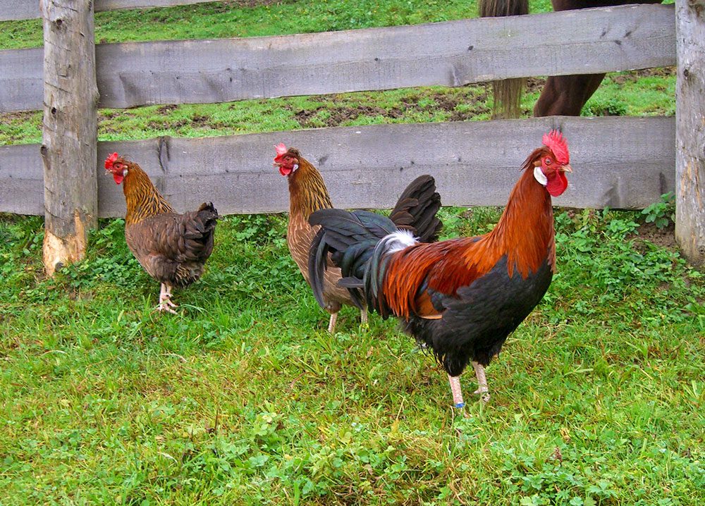 Hühner, Tiere am Steinbachgut, Urlaub am Bauernhof in Flachau