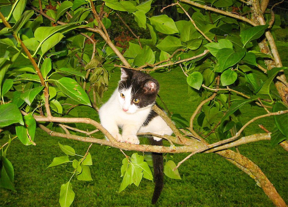 Katze, Tiere am Steinbachgut, Urlaub am Bauernhof in Flachau