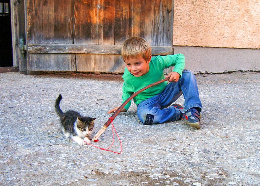 Katze, Tiere am Steinbachgut, Urlaub am Bauernhof in Flachau