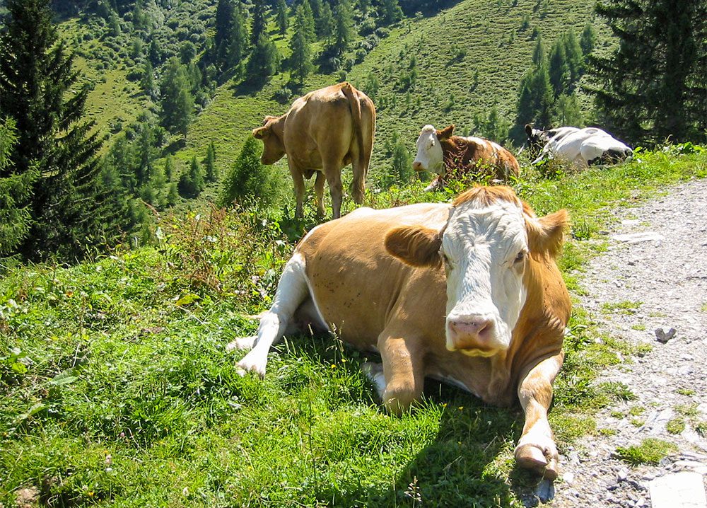 Kühe, Tiere am Steinbachgut, Urlaub am Bauernhof in Flachau