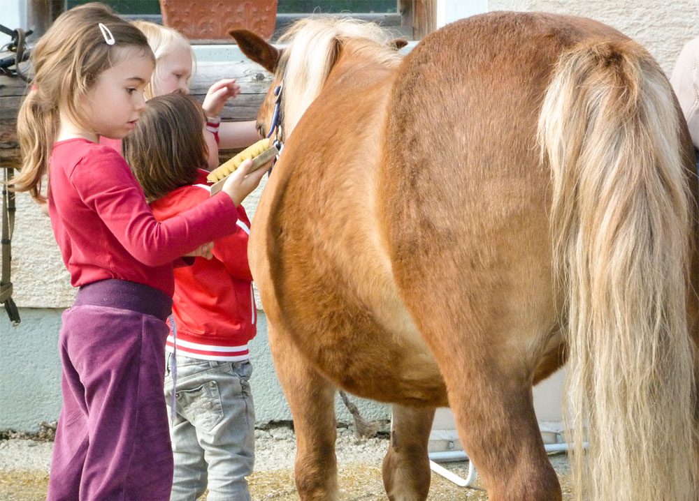 Pferde, Tiere am Steinbachgut, Urlaub am Bauernhof in Flachau