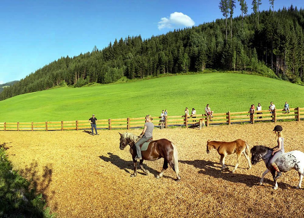 Pferde, Tiere am Steinbachgut, Urlaub am Bauernhof in Flachau