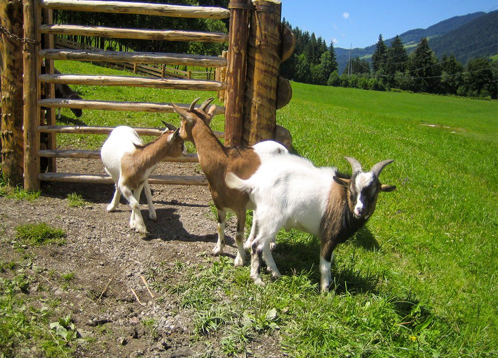 Ziegen, Tiere am Steinbachgut, Urlaub am Bauernhof in Flachau
