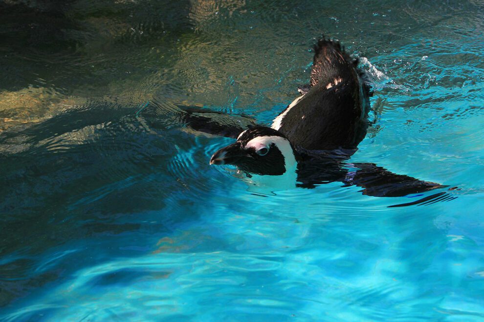 Zoo Salzburg - Ausflugsziel im Salzburger Land